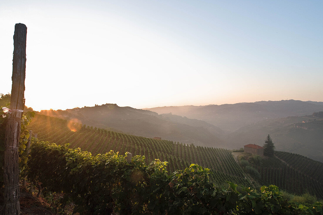 Weinlandschaft vom Weingut Gaja, Langhe, Piemont, Italien