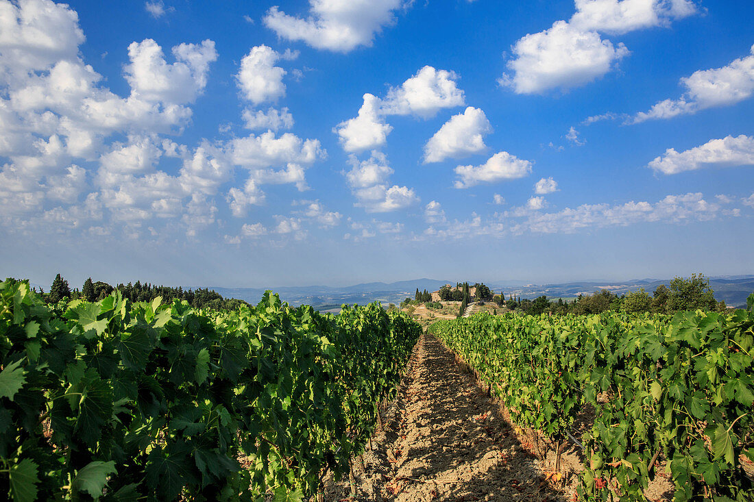 Weinlandschaft und Weingut Luce della Vite, Montalcino, Toskana, Italien