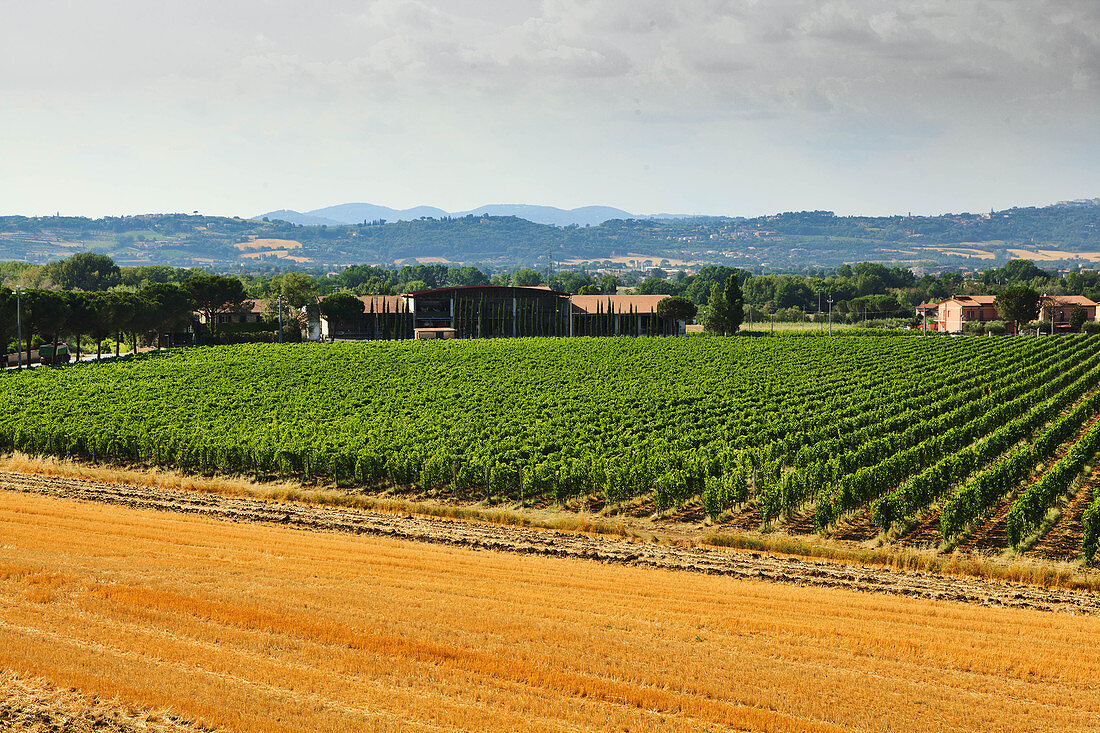 Lungarotti Rubesco, Weinlandschaft mit Rebfeldern und Gebäuden, Umbrien, Italien