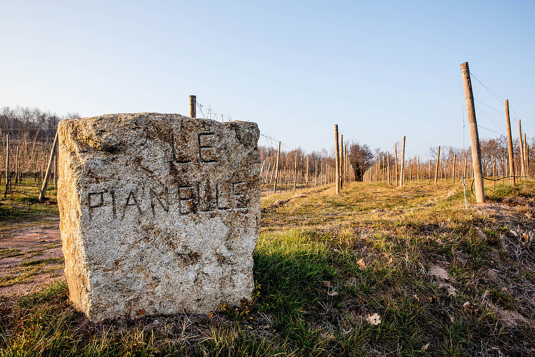 Boundary stone in front of vines, Le Pianelle, Piedmont, Italy