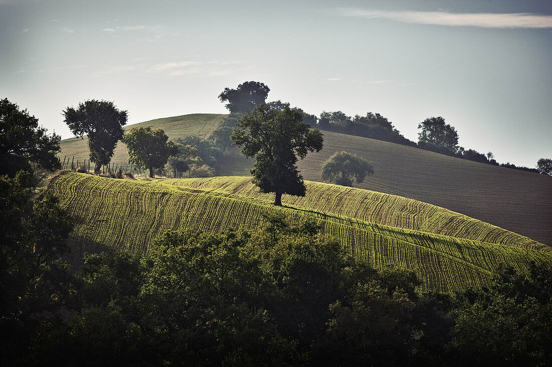 Vineyard landscape belonging to the Le Pupille vineyard, Maremma, Tuscany, Italy