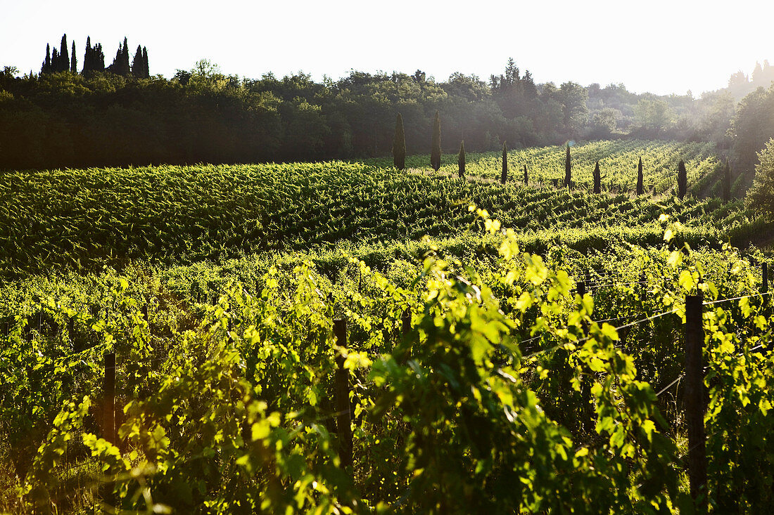 Vineyard landscape and Candialle vineyard, Chianti Classico, Tuscany, Italy