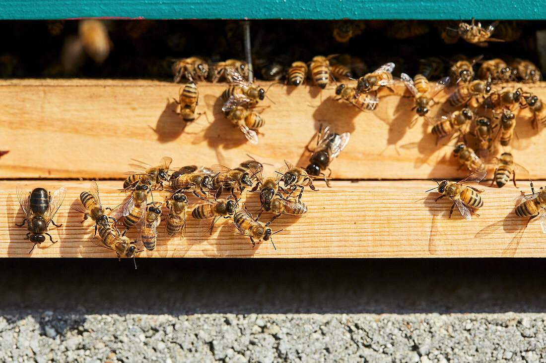 Bienen am Eingang des Bienenstocks