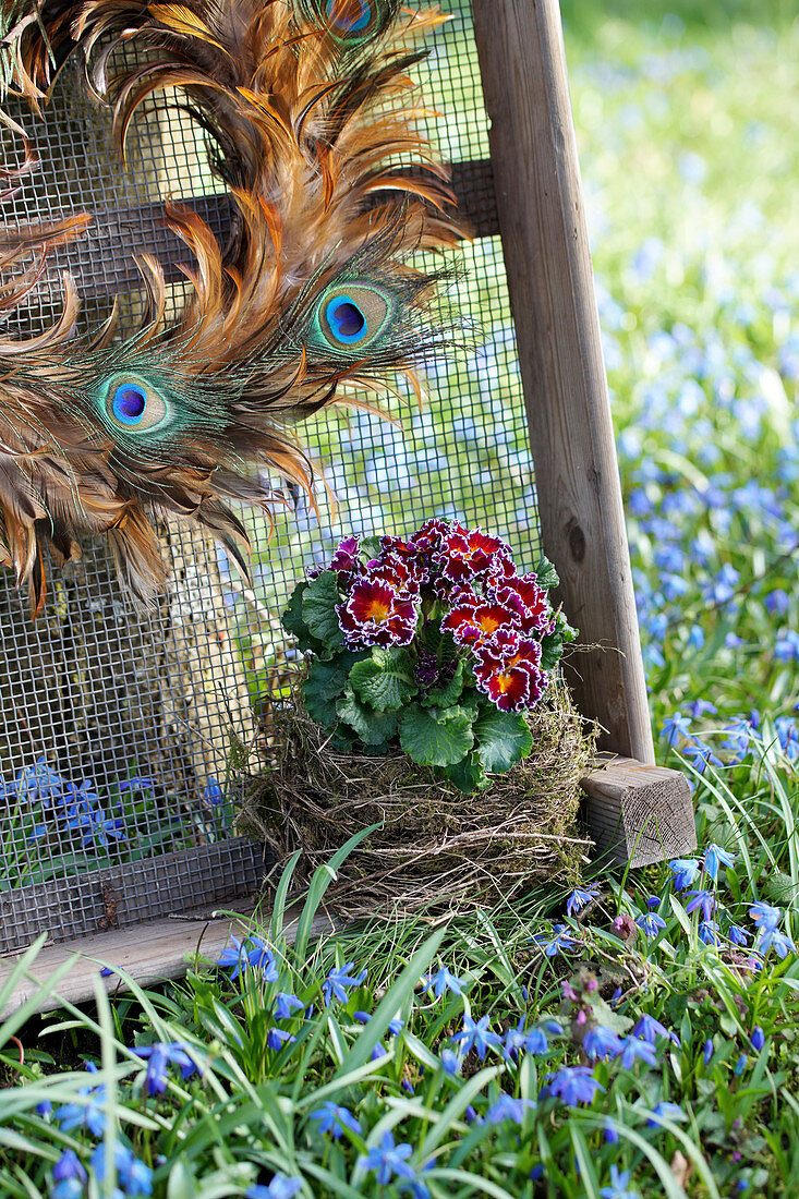Ruffled primulas in bird's nest and wreath of peacock feathers