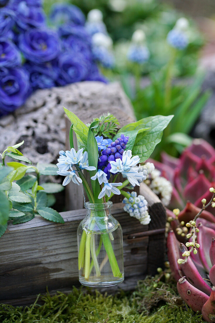 Posy of grape hyacinths, striped squill and leaves in glass bottle