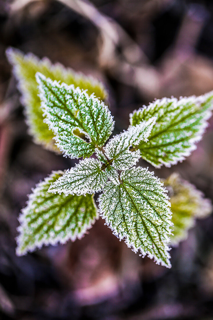 Nettles after the first frost