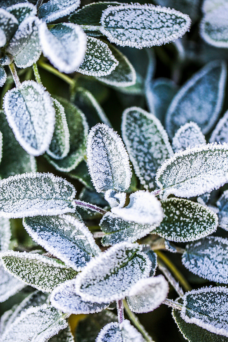 Sage after the first frost