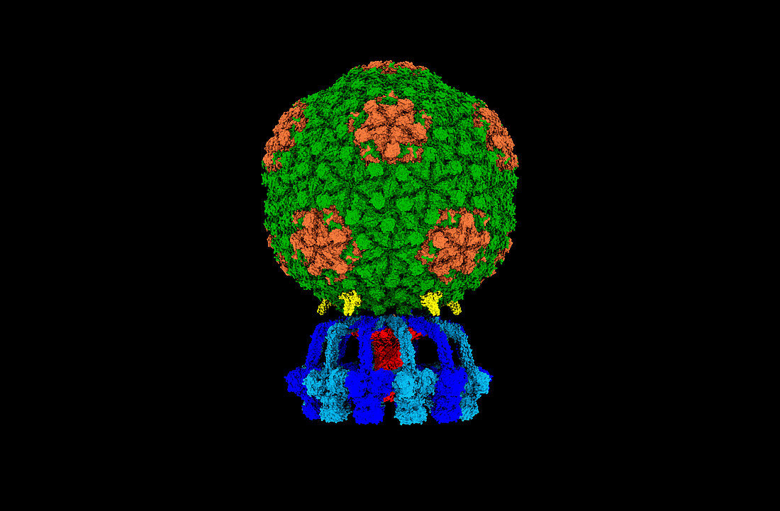 P68 bacteriophage, computer model
