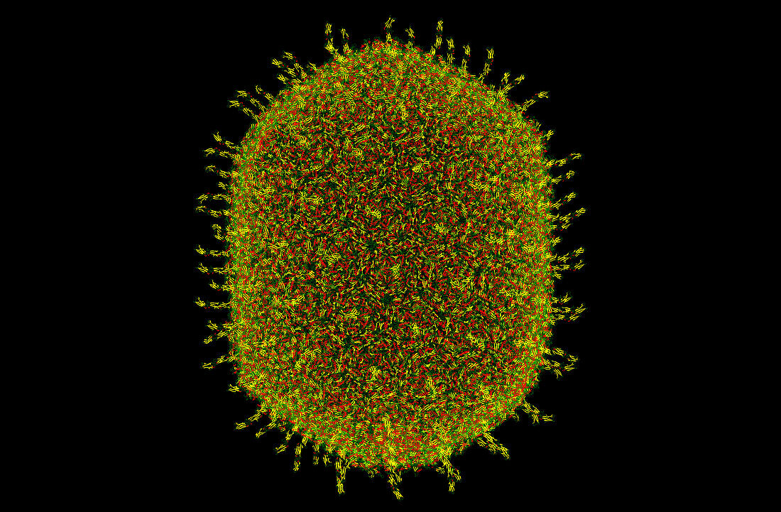Bacteriophage T4 capsid, computer model