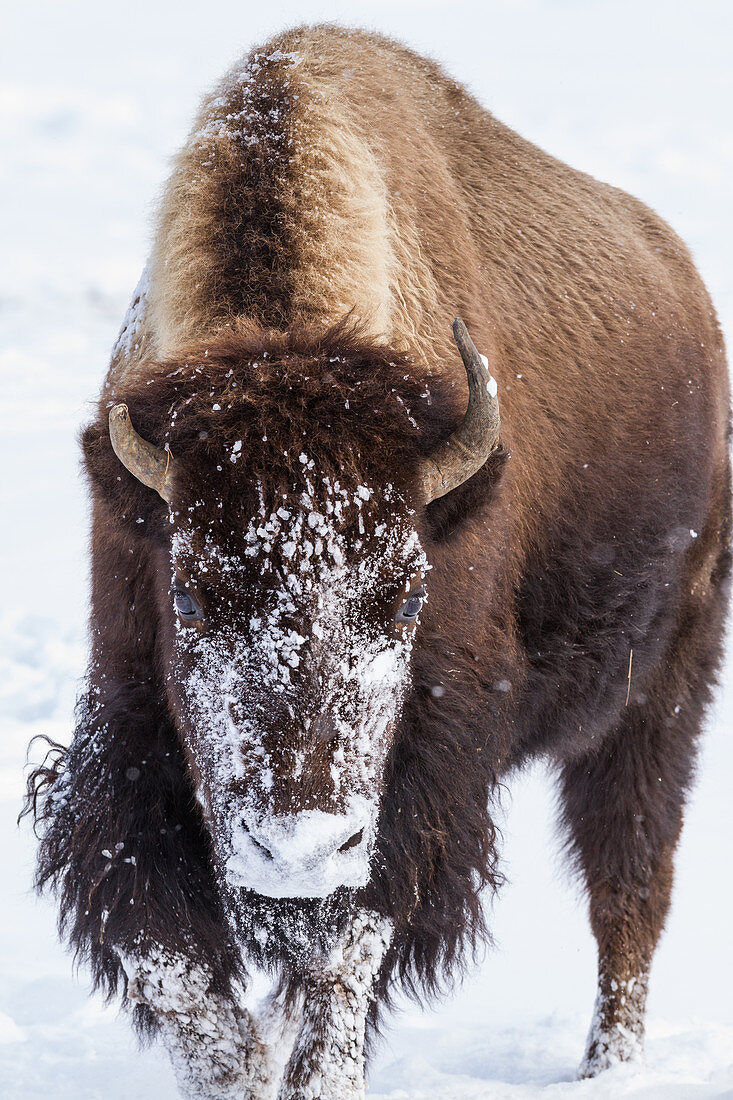 Bison in snow in Yellowstone National Park, USA