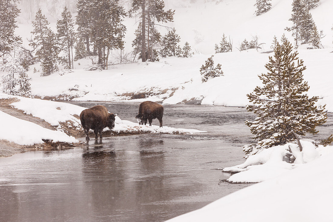 Bison in snow in Yellowstone National Park, USA