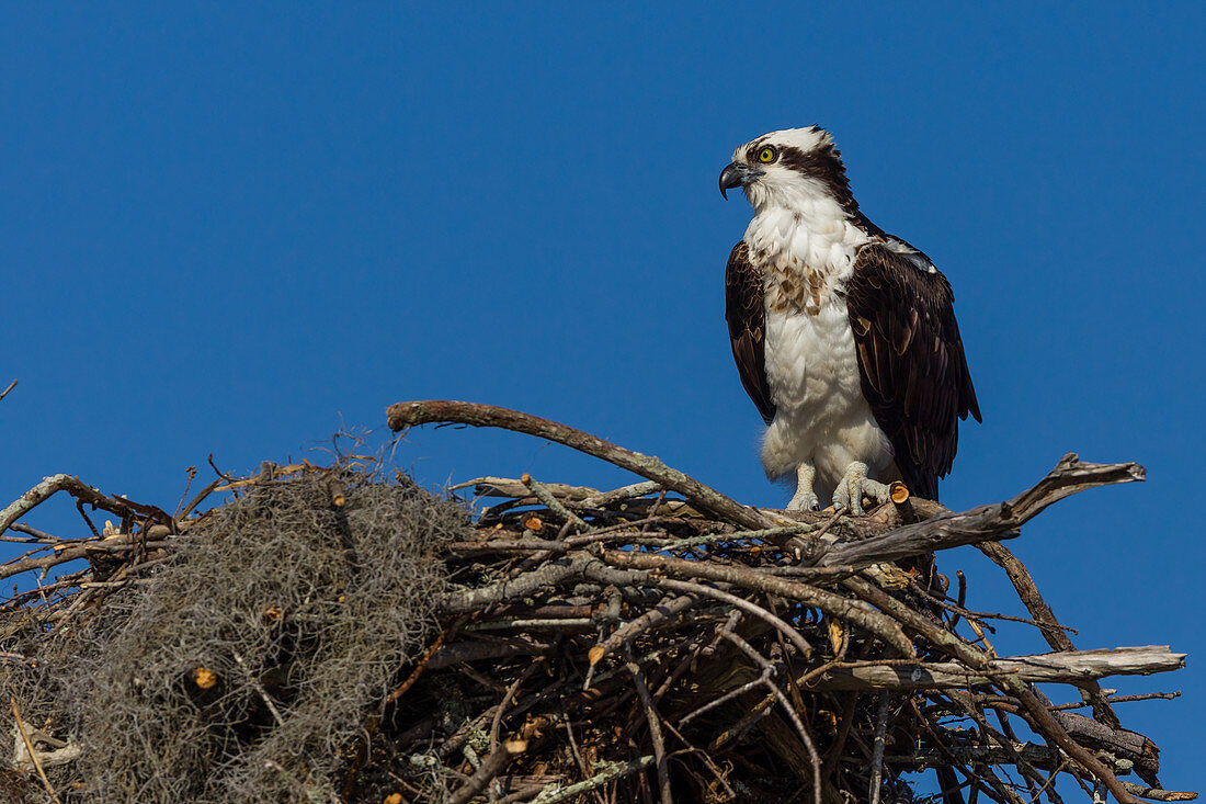 Osprey at its nest