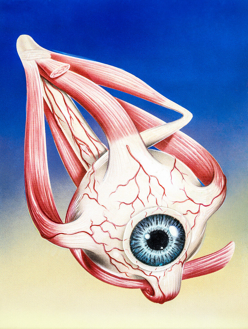 Muscles of the eye, illustration