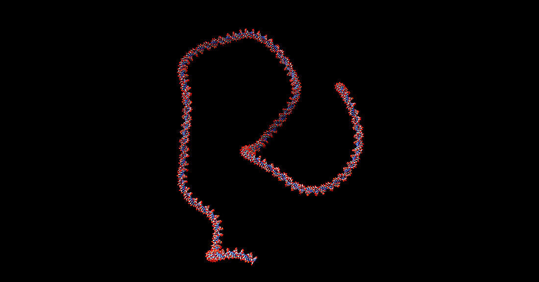 DNA molecule, computer model