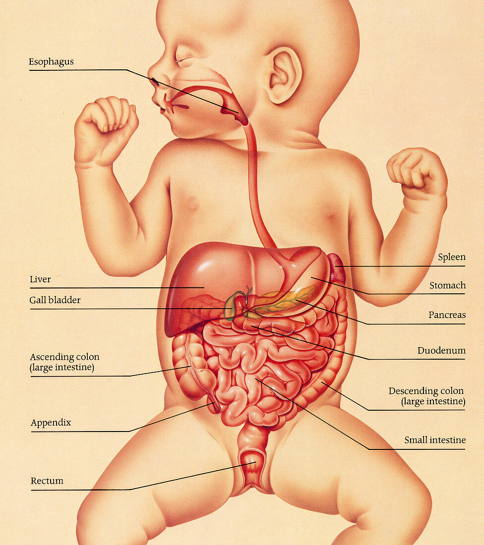 Digestive system of a newborn baby, illustration