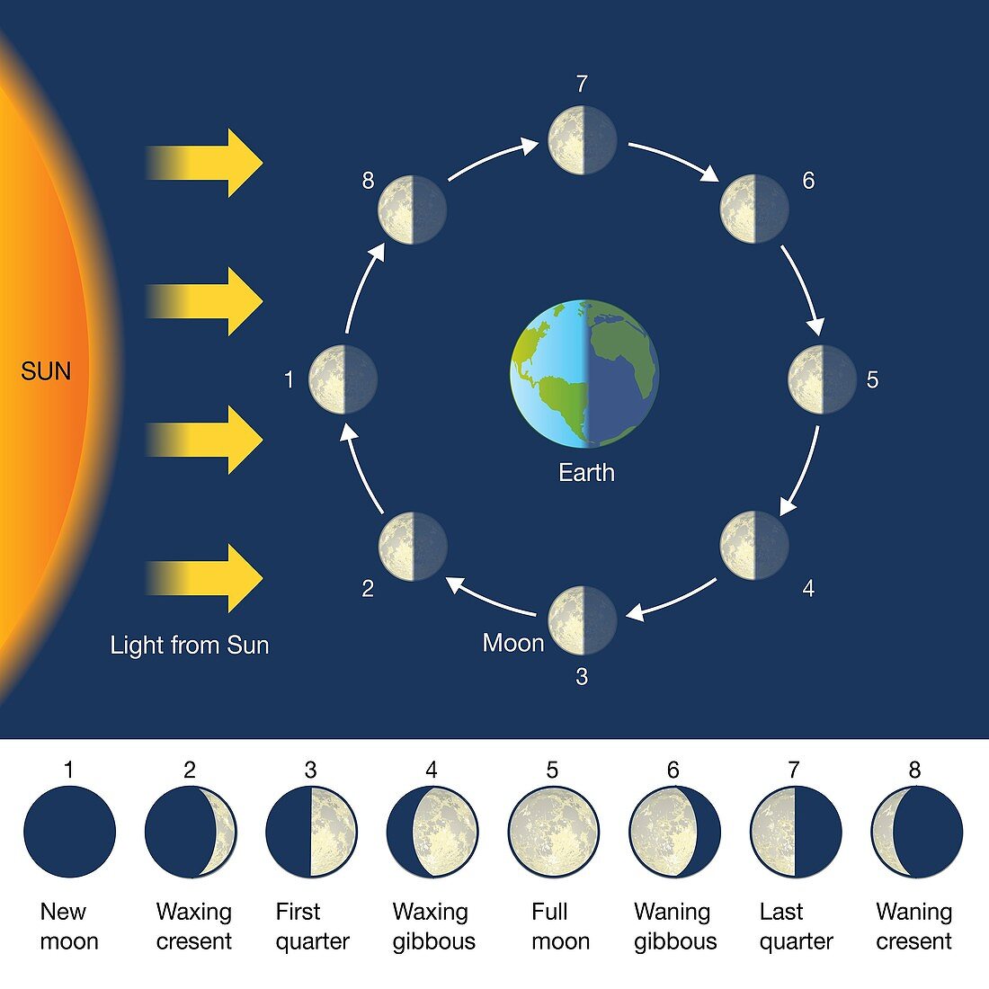 Phases of the Moon, illustration