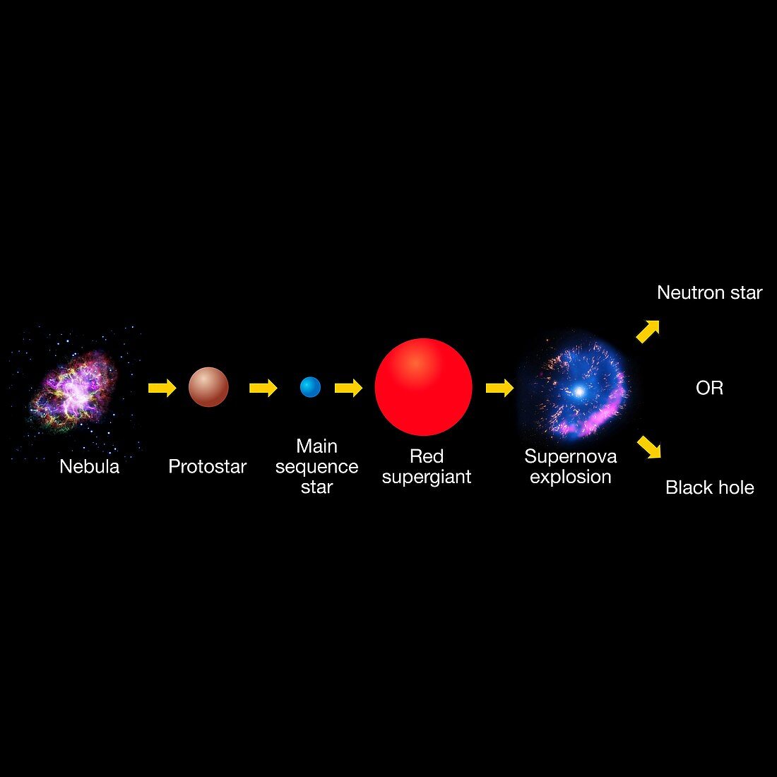 Life cycle of massive star, illustration