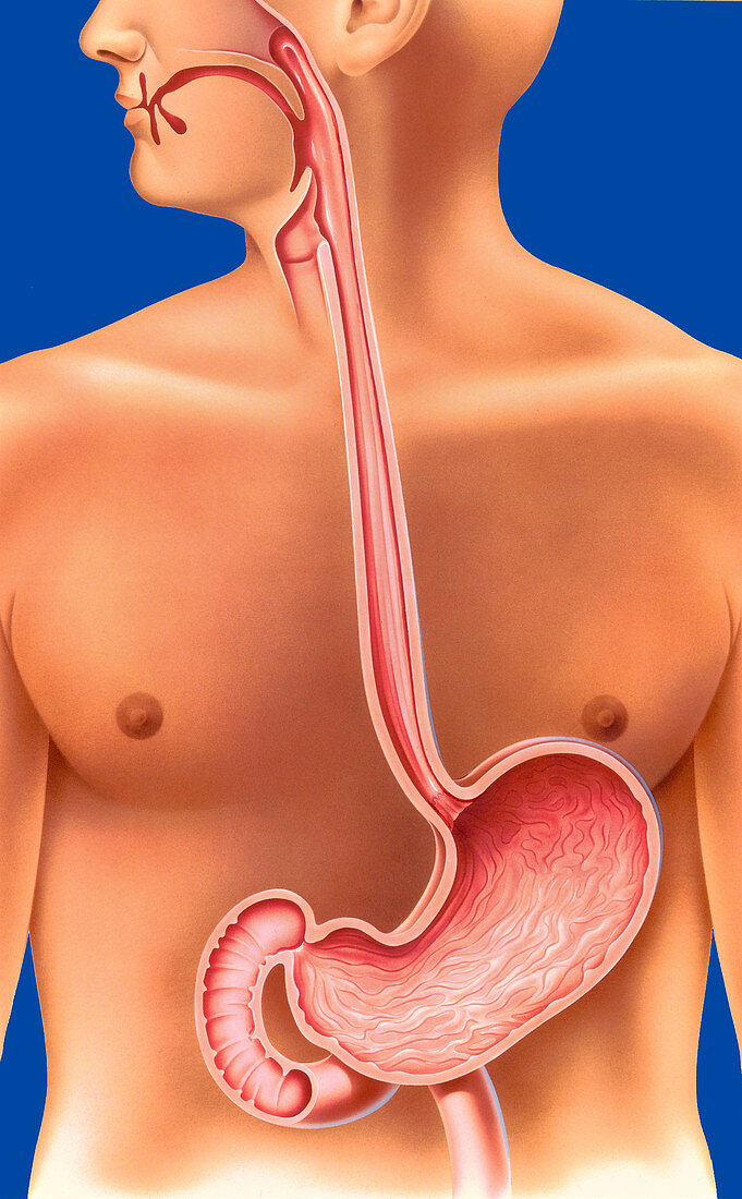 Upper digestive system, illustration
