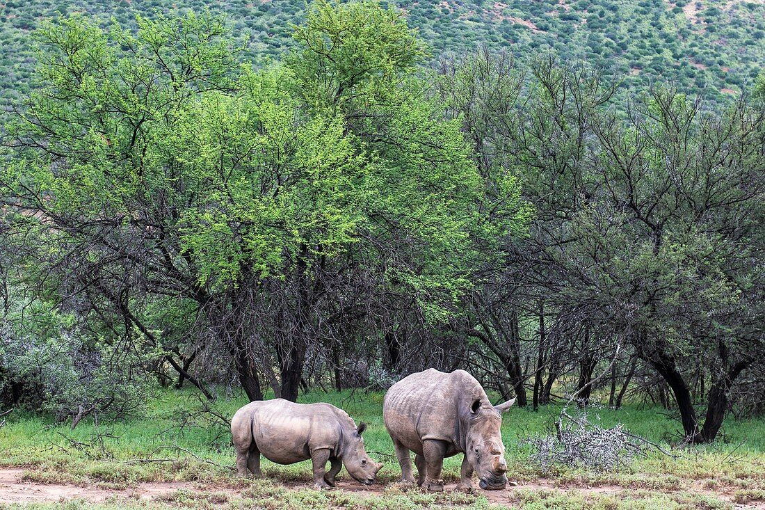 Dehorned white rhino mother and calf