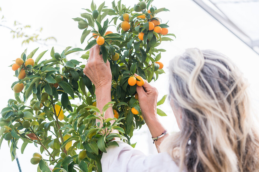Woman growing kumquats