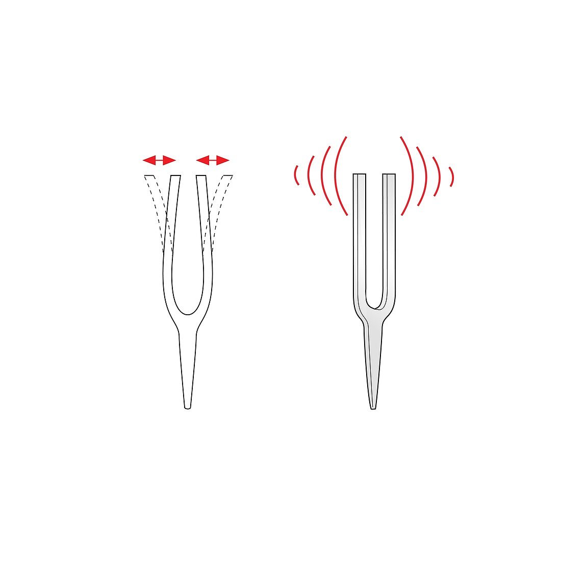 Tuning fork vibrations and sound waves, illustration