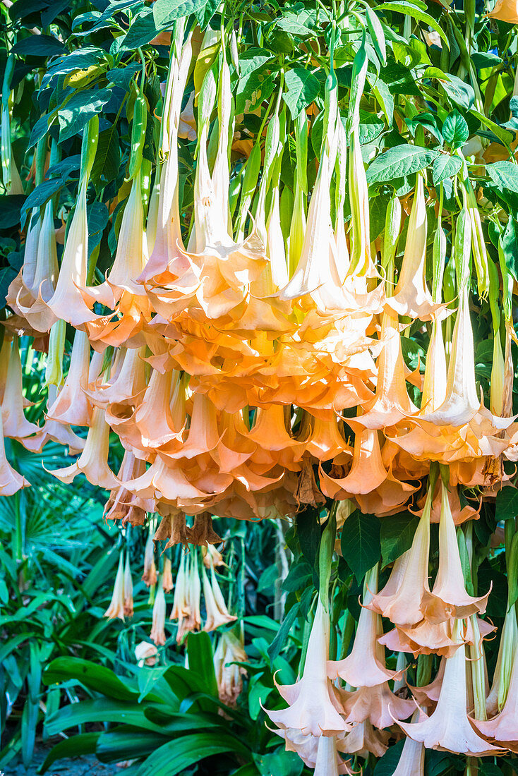 Datura