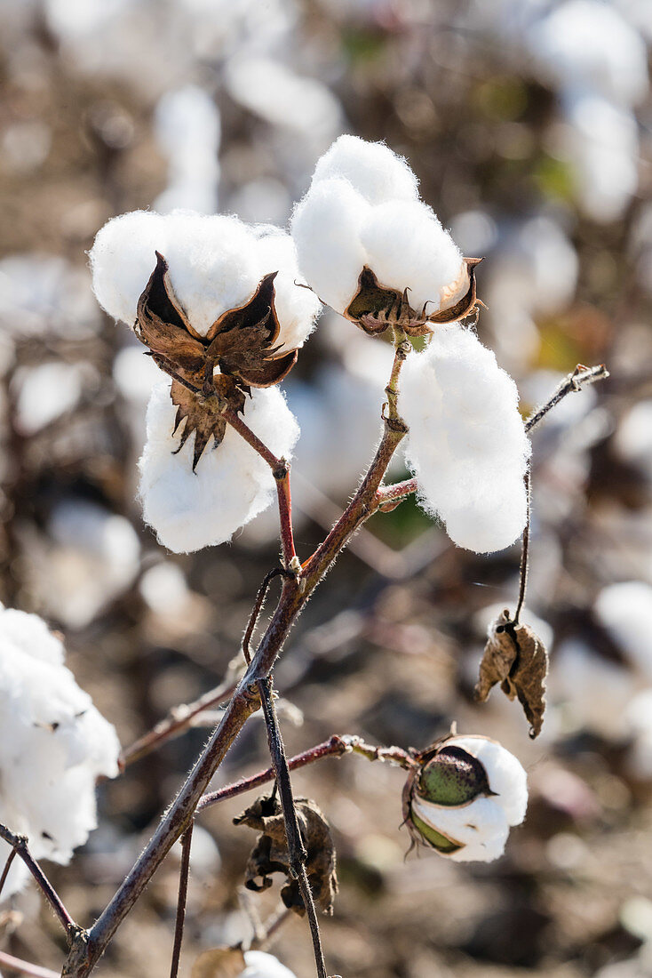 Cotton crop