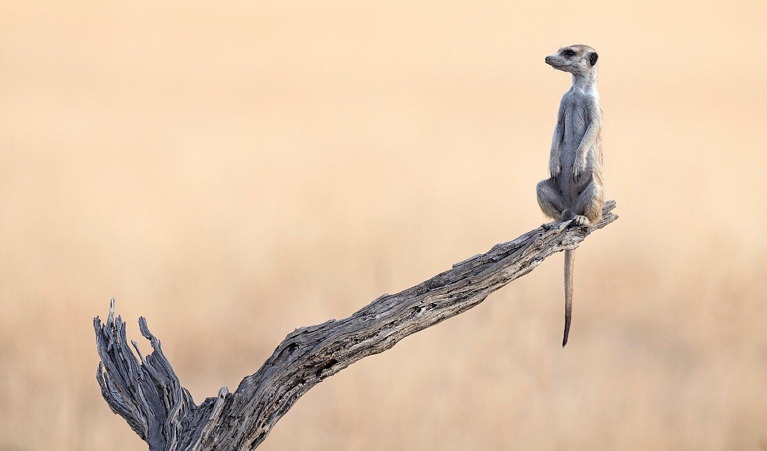 Meerkat sentry in a tree