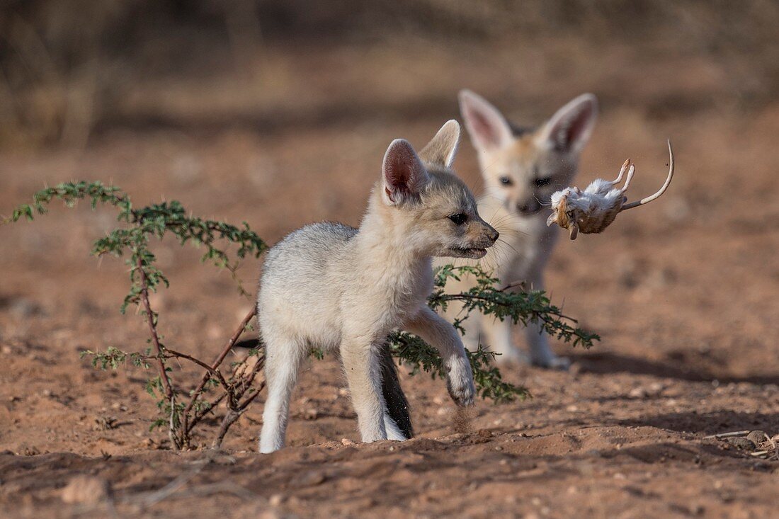 Cape fox with pygmy hairy-footed gerbil
