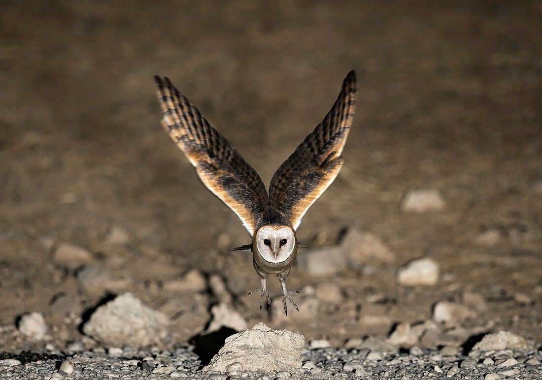 Western barn owl taking off from a rock