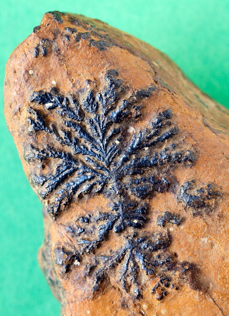 Dendritic pyrolusite