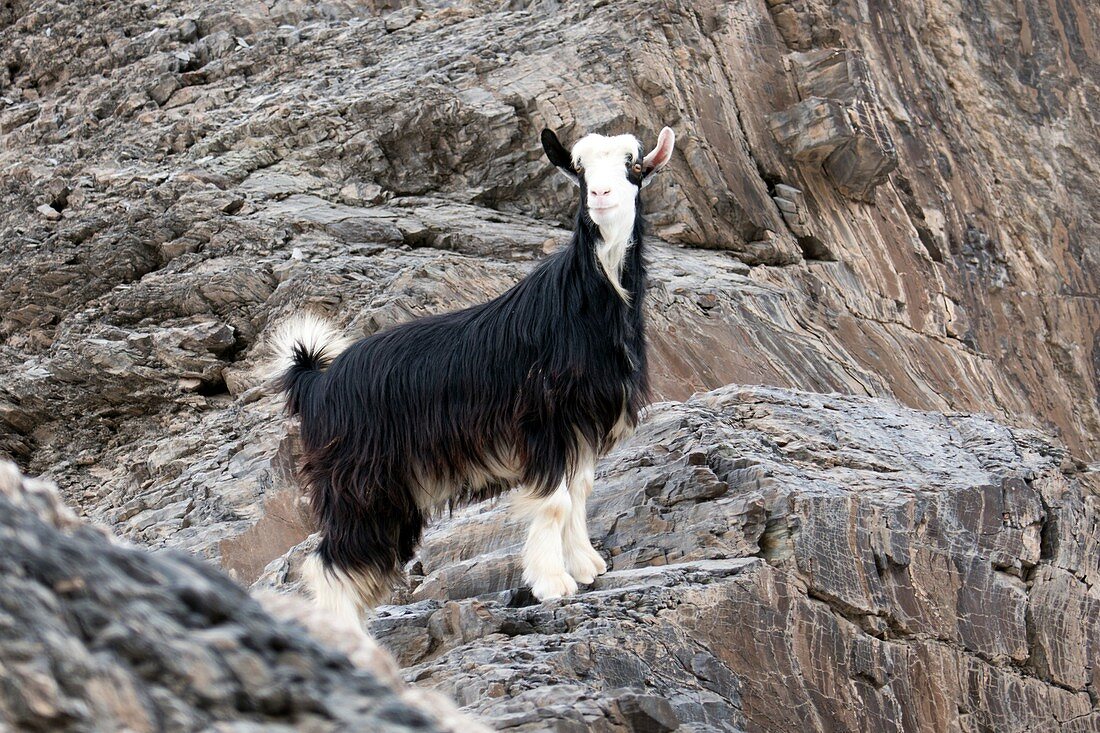 Longhaired mountain goat