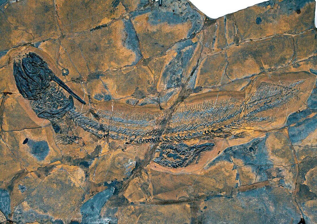 Xenacanthus fossil shark