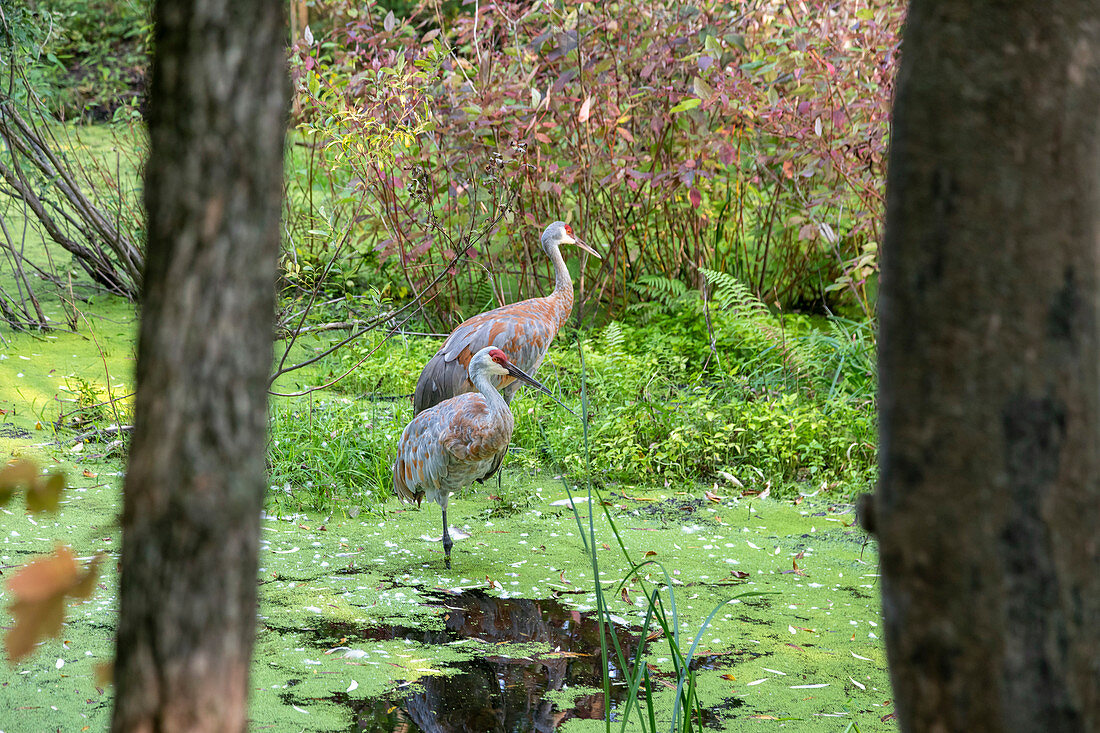 Sandhill cranes