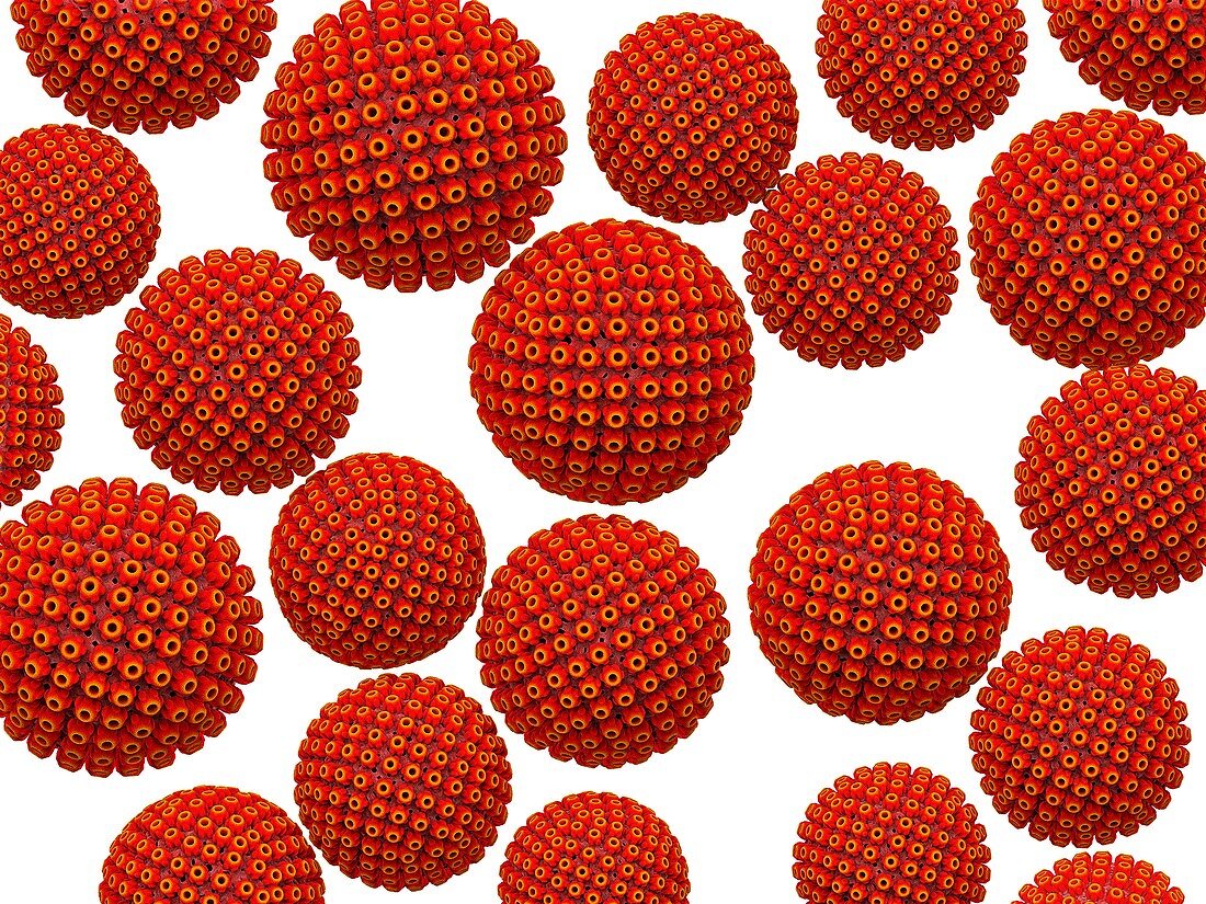 Herpes virus particles, illustration