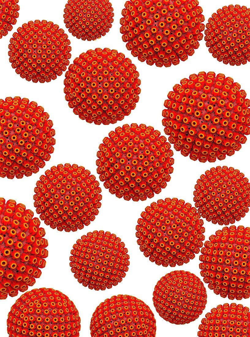 Herpes virus particles, illustration