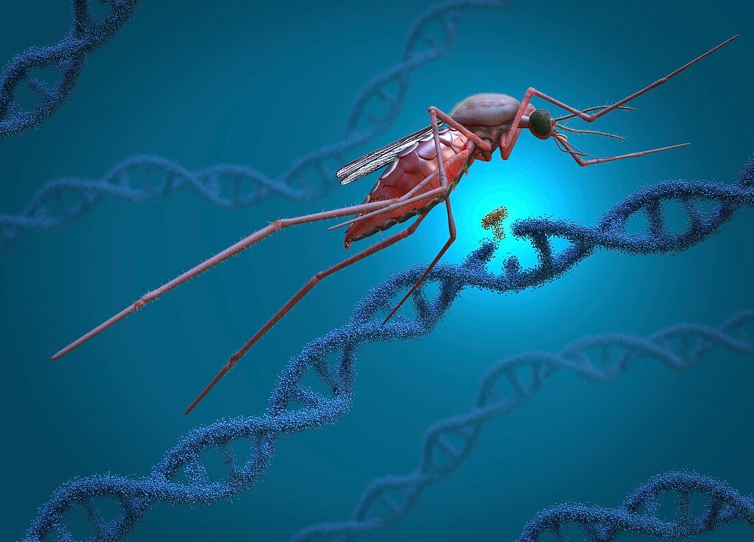 Gene editing of a mosquito, conceptual illustration