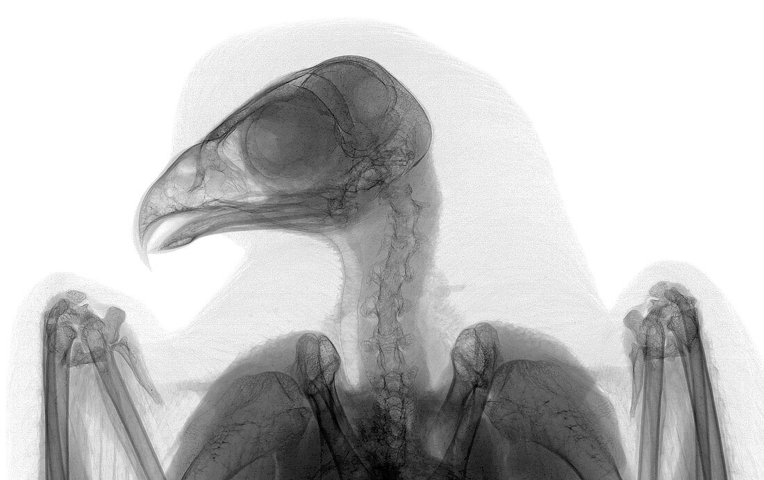 Sparrowhawk, X-ray