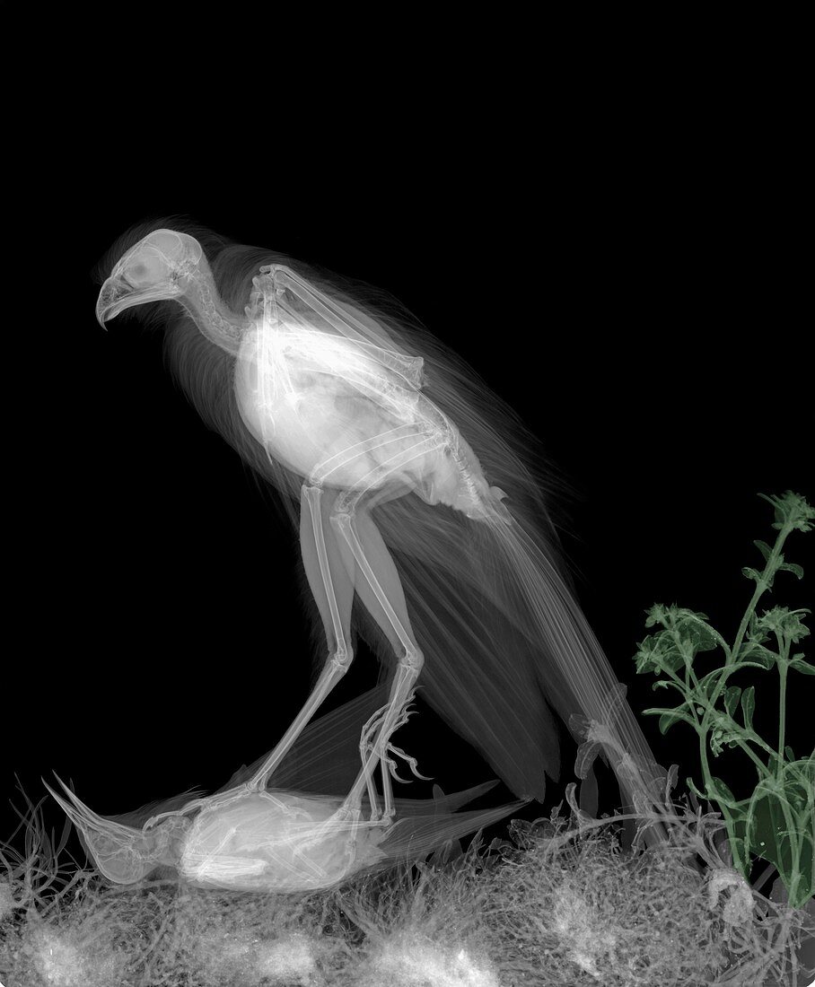 Sparrowhawk with prey, X-ray