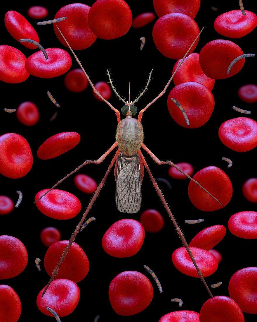 Malaria, illustration