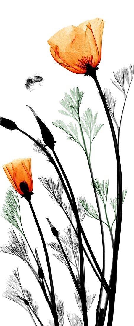 California poppy (Eschscholzia californica), X-ray