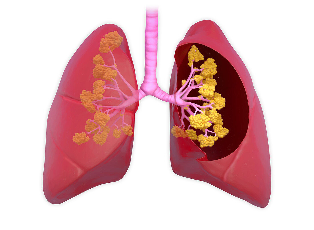 Lungs healthy, illustration