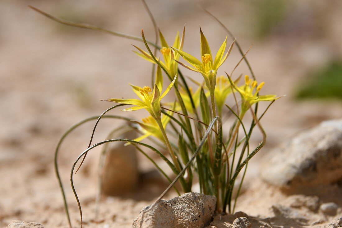 Yellow flowers blooming in desert