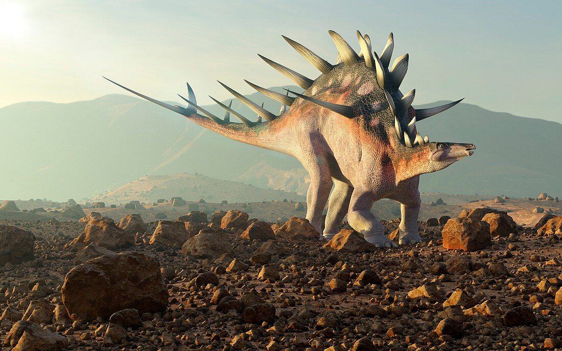 Artwork of the dinosaur kentrosaurus