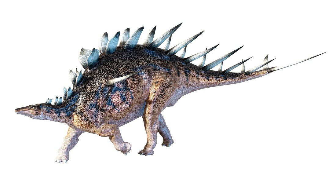 Artwork of the dinosaur kentrosaurus
