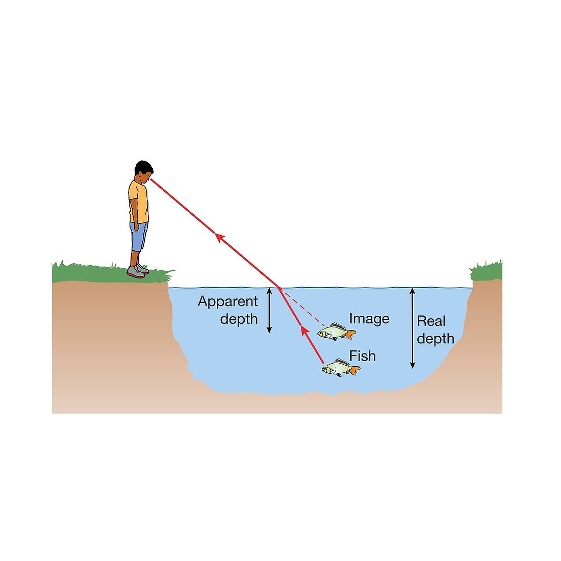 Refraction in a fish pond, illustration