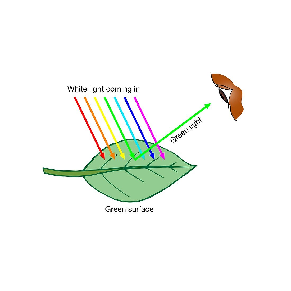 Leaf reflecting green light, illustration