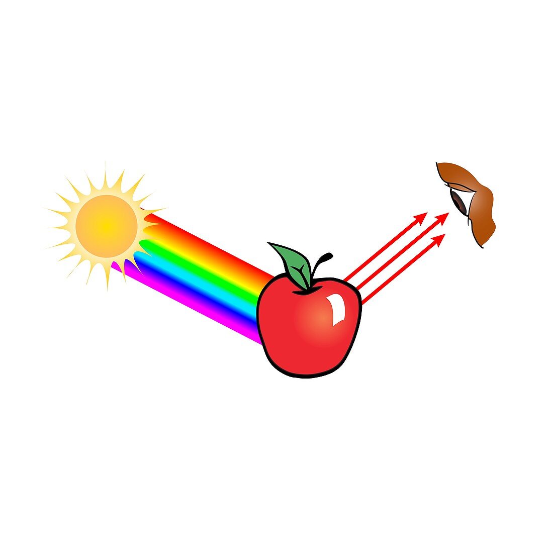 Apple reflecting red light, illustration