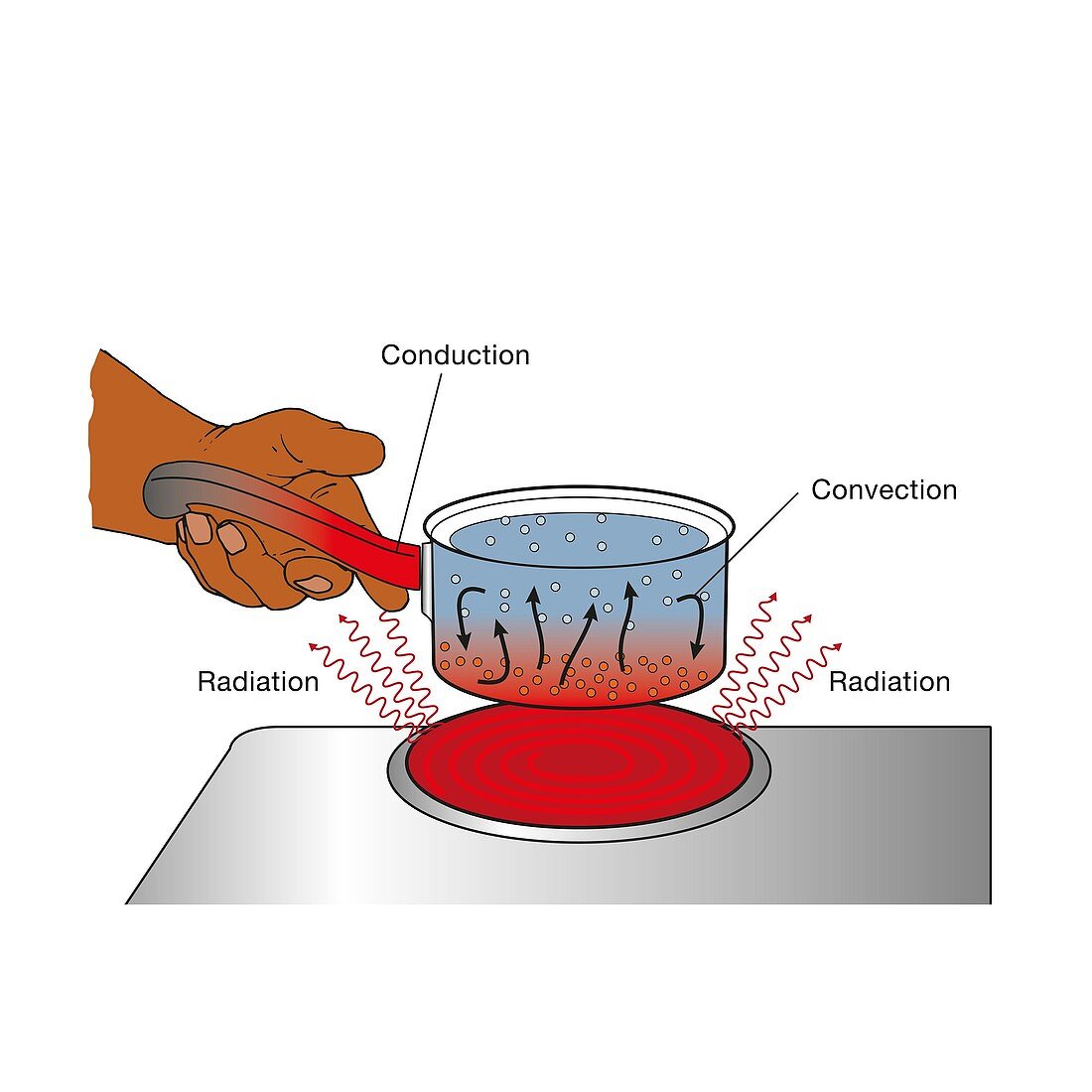 Heat transfer in a pan on a stove, illustration