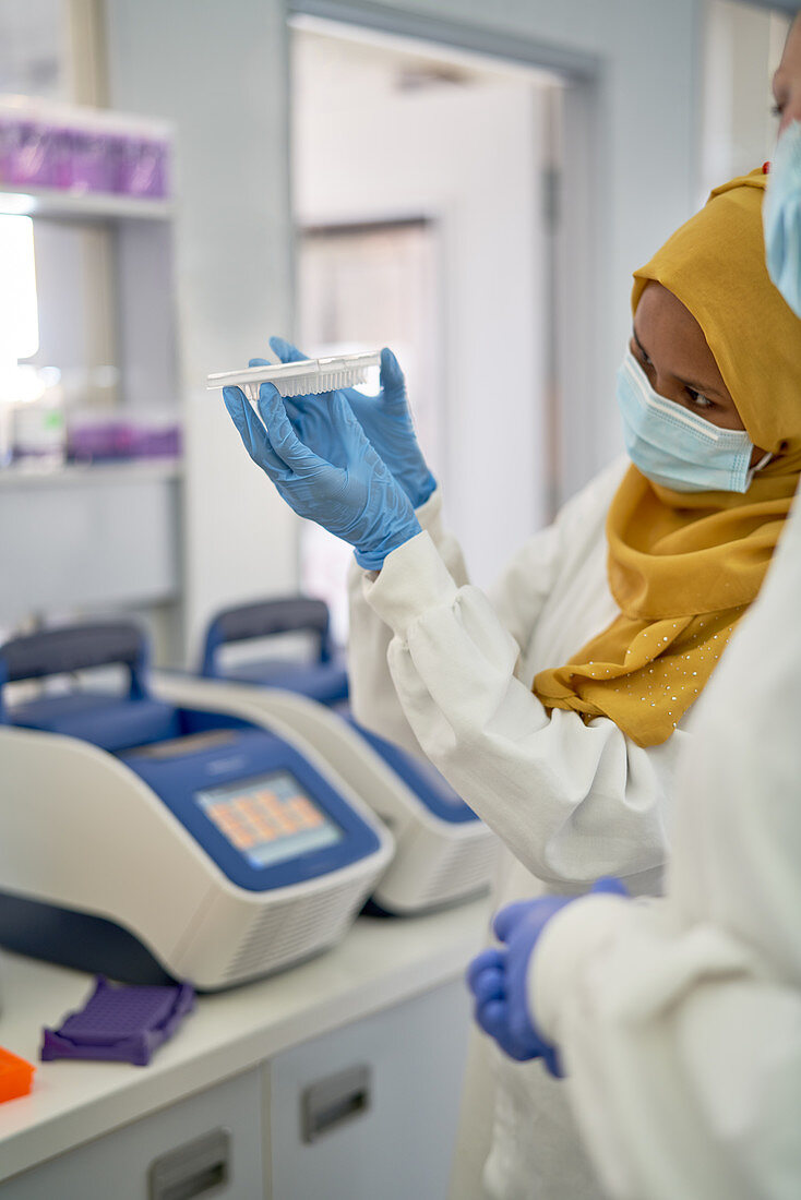 Scientist in hijab and gloves examining specimen tray